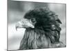 A near Threatened Bateleur Eagle at London Zoo in 1927 (B/W Photo)-Frederick William Bond-Mounted Giclee Print