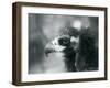 A near Threatened Eurasian Black Vulture at London Zoo, 1927 (B/W Photo)-Frederick William Bond-Framed Giclee Print