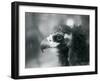 A near Threatened Eurasian Black Vulture at London Zoo, 1927 (B/W Photo)-Frederick William Bond-Framed Giclee Print