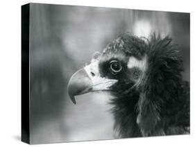 A near Threatened Eurasian Black Vulture at London Zoo, 1927 (B/W Photo)-Frederick William Bond-Stretched Canvas