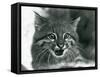 A near Threatened Pampas Cat/Pantanal Cat/Colocolo at London Zoo in 1929 (B/W Photo)-Frederick William Bond-Framed Stretched Canvas