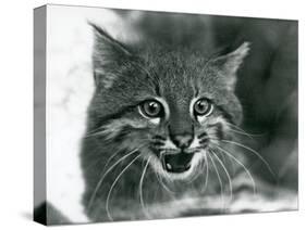 A near Threatened Pampas Cat/Pantanal Cat/Colocolo at London Zoo in 1929 (B/W Photo)-Frederick William Bond-Stretched Canvas