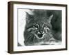 A near Threatened Pampas Cat/Pantanal Cat/Colocolo at London Zoo in 1929 (B/W Photo)-Frederick William Bond-Framed Giclee Print