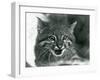 A near Threatened Pampas Cat/Pantanal Cat/Colocolo at London Zoo in 1929 (B/W Photo)-Frederick William Bond-Framed Giclee Print