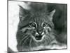 A near Threatened Pampas Cat/Pantanal Cat/Colocolo at London Zoo in 1929 (B/W Photo)-Frederick William Bond-Mounted Giclee Print