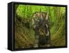 A Nedoceratops Wanders a Cretaceous Forest-Stocktrek Images-Framed Stretched Canvas