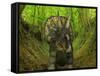 A Nedoceratops Wanders a Cretaceous Forest-Stocktrek Images-Framed Stretched Canvas