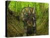 A Nedoceratops Wanders a Cretaceous Forest-Stocktrek Images-Stretched Canvas