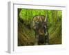 A Nedoceratops Wanders a Cretaceous Forest-Stocktrek Images-Framed Photographic Print