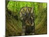 A Nedoceratops Wanders a Cretaceous Forest-Stocktrek Images-Mounted Photographic Print