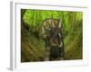 A Nedoceratops Wanders a Cretaceous Forest-Stocktrek Images-Framed Photographic Print