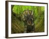 A Nedoceratops Wanders a Cretaceous Forest-Stocktrek Images-Framed Photographic Print