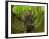 A Nedoceratops Wanders a Cretaceous Forest-Stocktrek Images-Framed Photographic Print