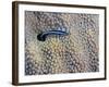 A Neon Goby Takes a Look Outside its Hole in Live Boulder Star Coral-Stocktrek Images-Framed Photographic Print