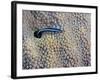 A Neon Goby Takes a Look Outside its Hole in Live Boulder Star Coral-Stocktrek Images-Framed Photographic Print