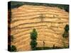 A Nepalese Woman Walks Along Steep Terraced Hills-null-Stretched Canvas