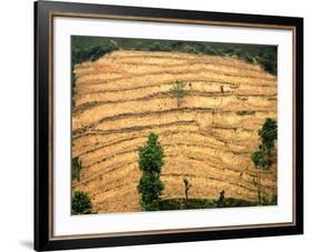 A Nepalese Woman Walks Along Steep Terraced Hills-null-Framed Photographic Print