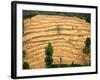 A Nepalese Woman Walks Along Steep Terraced Hills-null-Framed Photographic Print