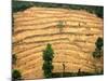 A Nepalese Woman Walks Along Steep Terraced Hills-null-Mounted Photographic Print