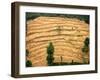 A Nepalese Woman Walks Along Steep Terraced Hills-null-Framed Photographic Print