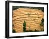 A Nepalese Woman Walks Along Steep Terraced Hills-null-Framed Photographic Print