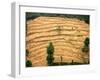 A Nepalese Woman Walks Along Steep Terraced Hills-null-Framed Photographic Print