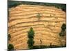 A Nepalese Woman Walks Along Steep Terraced Hills-null-Mounted Photographic Print