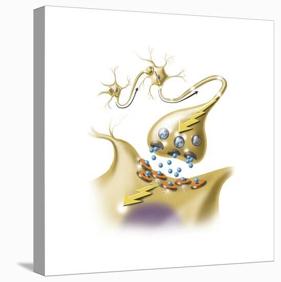 A Nerve Synapse Showing the Release of Neurotransmitters-null-Stretched Canvas