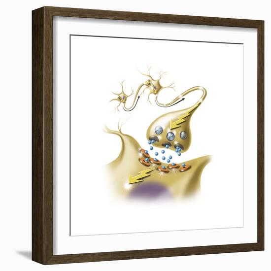 A Nerve Synapse Showing the Release of Neurotransmitters-null-Framed Premium Giclee Print