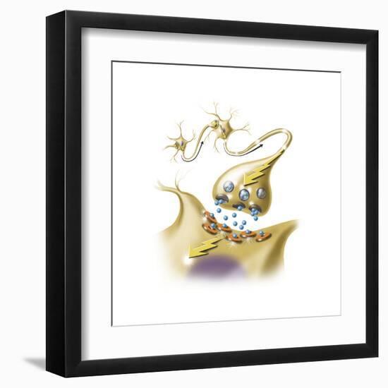 A Nerve Synapse Showing the Release of Neurotransmitters-null-Framed Art Print