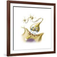 A Nerve Synapse Showing the Release of Neurotransmitters-null-Framed Art Print