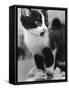 A Nervous Looking Kitten-null-Framed Stretched Canvas