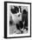 A Nervous Looking Kitten-null-Framed Photographic Print