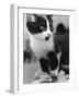 A Nervous Looking Kitten-null-Framed Photographic Print