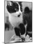 A Nervous Looking Kitten-null-Mounted Photographic Print