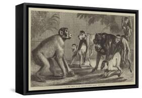 A New Arrival at the Zoological Society's Gardens, Regent's Park-Samuel John Carter-Framed Stretched Canvas