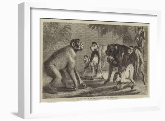 A New Arrival at the Zoological Society's Gardens, Regent's Park-Samuel John Carter-Framed Giclee Print