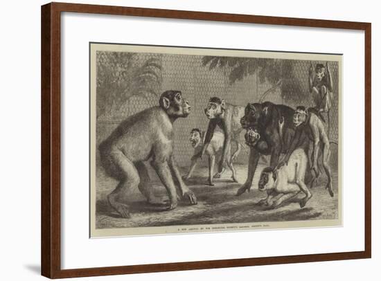 A New Arrival at the Zoological Society's Gardens, Regent's Park-Samuel John Carter-Framed Giclee Print