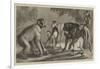 A New Arrival at the Zoological Society's Gardens, Regent's Park-Samuel John Carter-Framed Giclee Print