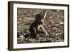 A new born chacma baboon (Papio ursinus), Chobe National Park, Botswana, Africa-Sergio Pitamitz-Framed Photographic Print