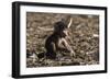 A new born chacma baboon (Papio ursinus), Chobe National Park, Botswana, Africa-Sergio Pitamitz-Framed Photographic Print