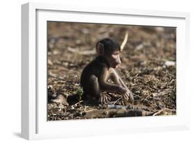 A new born chacma baboon (Papio ursinus), Chobe National Park, Botswana, Africa-Sergio Pitamitz-Framed Photographic Print