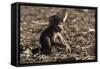 A new born chacma baboon (Papio ursinus), Chobe National Park, Botswana, Africa-Sergio Pitamitz-Framed Stretched Canvas