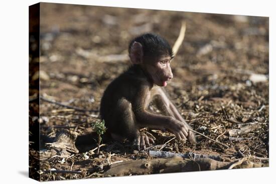 A new born chacma baboon (Papio ursinus), Chobe National Park, Botswana, Africa-Sergio Pitamitz-Stretched Canvas