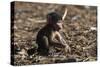 A new born chacma baboon (Papio ursinus), Chobe National Park, Botswana, Africa-Sergio Pitamitz-Stretched Canvas