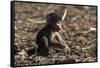 A new born chacma baboon (Papio ursinus), Chobe National Park, Botswana, Africa-Sergio Pitamitz-Framed Stretched Canvas