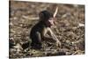 A new born chacma baboon (Papio ursinus), Chobe National Park, Botswana, Africa-Sergio Pitamitz-Stretched Canvas