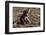 A new born chacma baboon (Papio ursinus), Chobe National Park, Botswana, Africa-Sergio Pitamitz-Framed Photographic Print