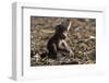 A new born chacma baboon (Papio ursinus), Chobe National Park, Botswana, Africa-Sergio Pitamitz-Framed Photographic Print