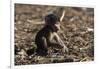 A new born chacma baboon (Papio ursinus), Chobe National Park, Botswana, Africa-Sergio Pitamitz-Framed Photographic Print